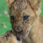 10 Reasons Why You kill the animal
