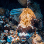 There’s more to puffer fish than that goofy spiked balloon