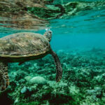 Giant tortoise who helped save species retires in Galapagos Islands