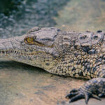 Some ancient crocodiles may have chomped on plants instead of meat