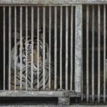 Harimau Masuk  Kampung dan Makan Ternak, Warga Diimbau Jangan Keluar Malam