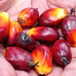 BURSA Sawit Meluncur Juni, Harga Tak Lagi Diatur Malaysia