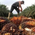 NASIB! Harga Sawit Riau Turun Lagi Jelang Lebaran