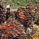INFO SWIT : Turun Lagi, Ini Harga TBS Riau Sepekan ke Depan