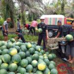 Alhamdulillah! Petani Semangka Siak Riau Untung Puluhan Juta, Panen 4 Ton