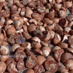HARGA Pinang Anjlok, Karet dan Kelapa Naik Sedikit