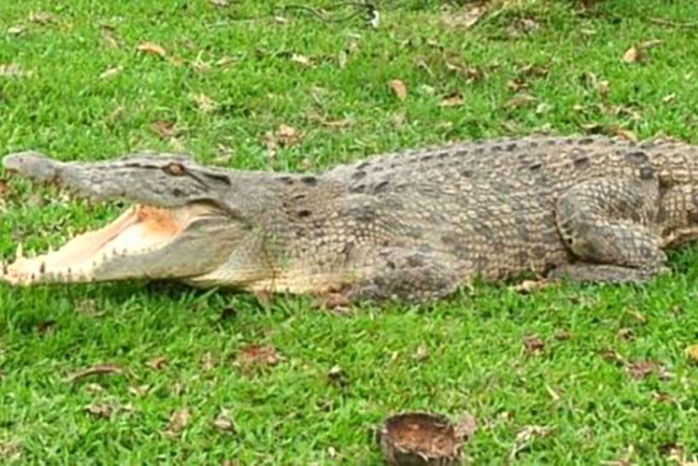 Warga Pelalawan Riau Tewas Disantap Buaya, Saat Menjala Ikan