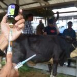 Enam Kabupaten/Kota di Riau Terpapar PMK,  225 Sapi Terjangkit