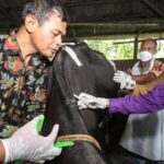 1.838 Sapi di Riau Terpapar PMK, 5 Mati 21 Dipotong Paksa