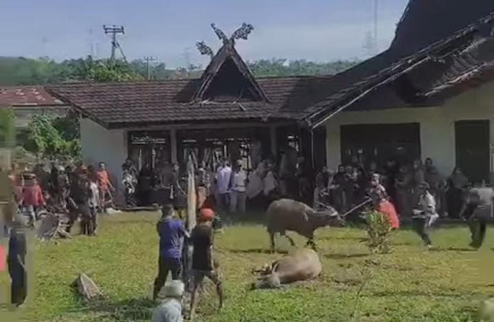 Kerbau kurban di Kampar Riau mengamuk, menginjak-injak warga sebelum disembelih