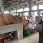 Ternak di Pelalawan Riau Positif PMK, Total  862 Kasus