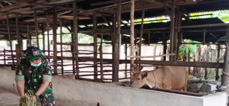 Babinsa Bukit Kayukapur Dumai Pelda Joko Waluyo memberi pakan ternak di sela sosialisasi PMK. F : TARGETSNEWZ.COM