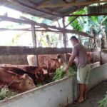 Babinsa Gurun panjang Dumai mendampingi vaksinasi PMK serta edukasi sanitasi kandang