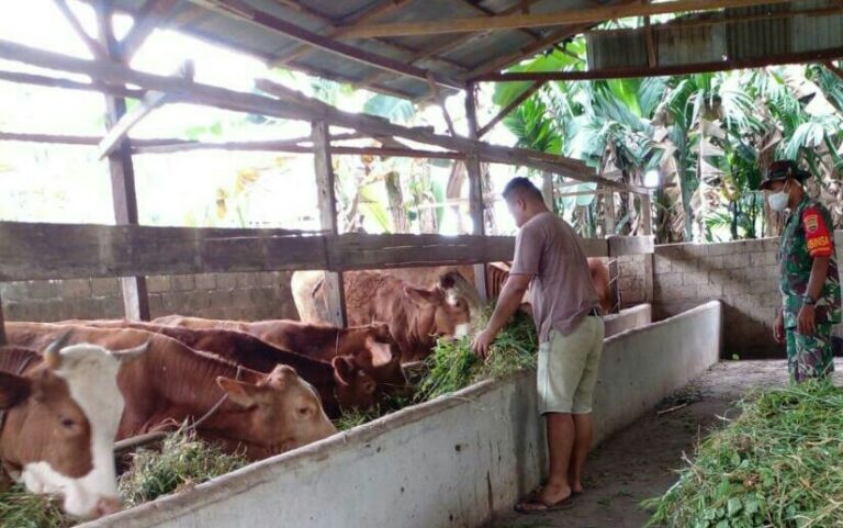 Babinsa Gurun panjang Dumai mendampingi vaksinasi PMK serta edukasi sanitasi kandang