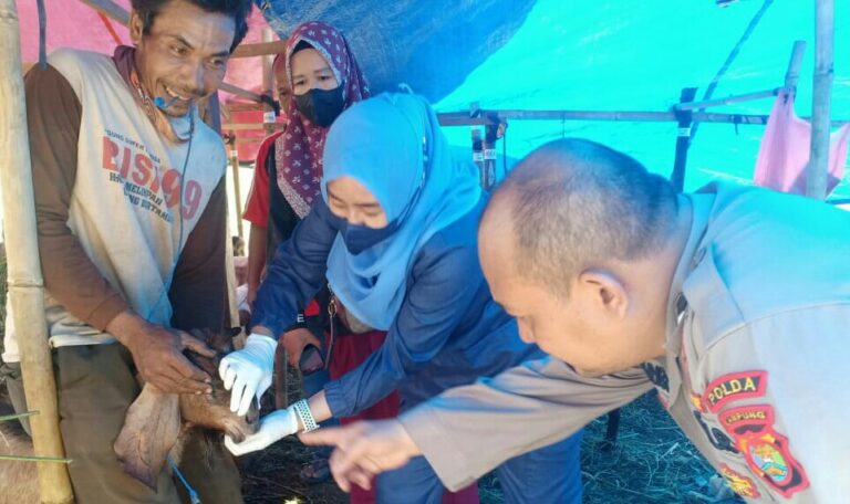 Vaksinasi PMK di Lampung Selatan