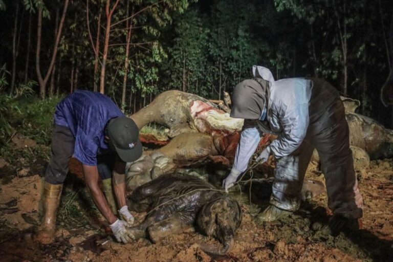 Kematian gajah betina yang ditemukan di Bengkalis, Riau. F : DOK