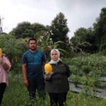 Garap Lahan Sempit, Petani Melon Ini Untung Puluhan Juta