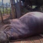 Kerbau warga di Kampar Riau mati akibat penyakit sapi ngorok. F : IST
