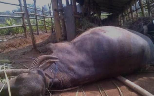 Kerbau warga di Kampar Riau mati akibat penyakit sapi ngorok. F : IST