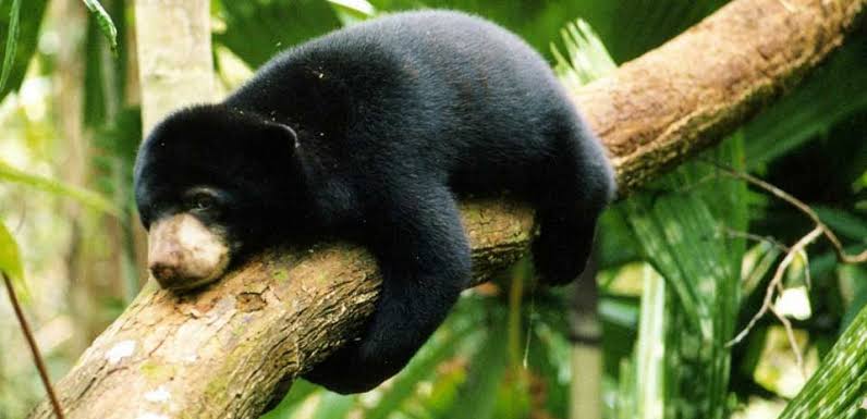 Pria Inhu Diserang Beruang hingga Kritis, Cari Jernang di Hutan