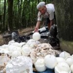 HARGA BOKAR PABRIK Tembus Rp15.600 per Kg, di Tingkat Petani hanya Rp7 Ribu