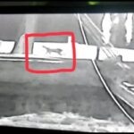 HEBOH! Macan Tutul Berkeliaran dalam Kota Siak, Camat: Jangan Keluar Malam