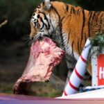 TEROR PTPN V Siak, Harimau Sumatera Santap Dua Sapi Warga