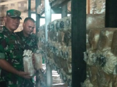 DANDIM 0320/Dumai Letkol (Arh) Hermansyah Tarigan SE meninjau rumah jamur di belakang Makodim Dumai. F PENDIM DMI
