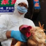 DINKES Riau Siapkan Ruang Isolasi Pasien Flu Burung, Pasca Unggas Positif di Kampar