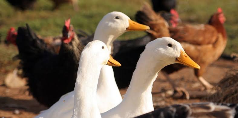 WHO Temukan Kematian Manusia Pertama Akibat Flu Burung H3N8 di Cina