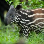 WARGA Reteh Inhil Temukan Tapir Terjebak dalam Parit, Kondisi Lemas dan Berlumpur
