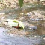 BREAKING News : Viral Pekanbaru, Mayat Bayi di Bawah Jembatan Tuanku Tambusai Gegerkan Warga