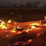 80 Orang Tewas Akibat Karhutla di Hawaii, 1000 Lainnya Hilang
