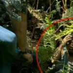 SEMPAT Kabur, Napi Lapas Bengkalis Terciduk di Semak-semak Desa Senggoro