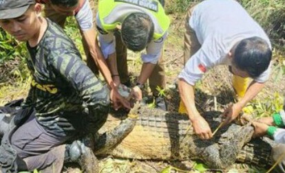 Petugas Bandara Hang Nadim menangkap buaya yang masuk kawasan tersebut. F : DETIKSUMUT
