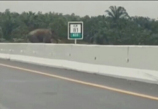 Gajah melintasi Tol Permai tertangkap kamera. F : IST