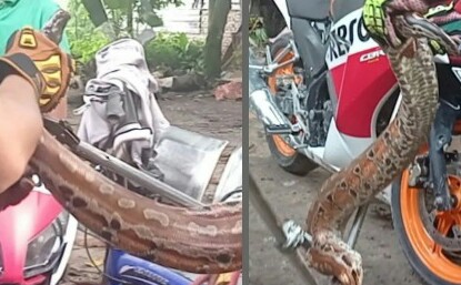 Petugas menangkap ular piton besar yang menyerang warga Desa Karya Indah, Kampar. (f : ist)