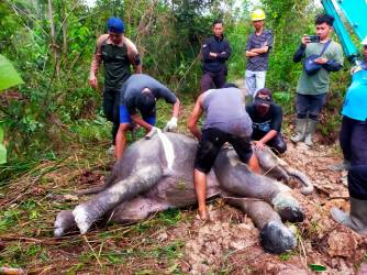 Gajah liar mati dalam sungai di Pelalawan karena terlilit benang nilon. (f : ist)