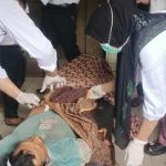 TRAGIS! Panen Sawit, Karyawan PT Salim Ivomas di Balam Rohil Tewas Tersetrum Listrik
