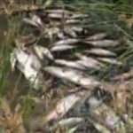 Ikan mati di Nerbit Kecil Dumai. (f : ist)