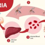 Mewabah, 22 Warga Desa Kuala Selat Inhil Terjangkit Malaria