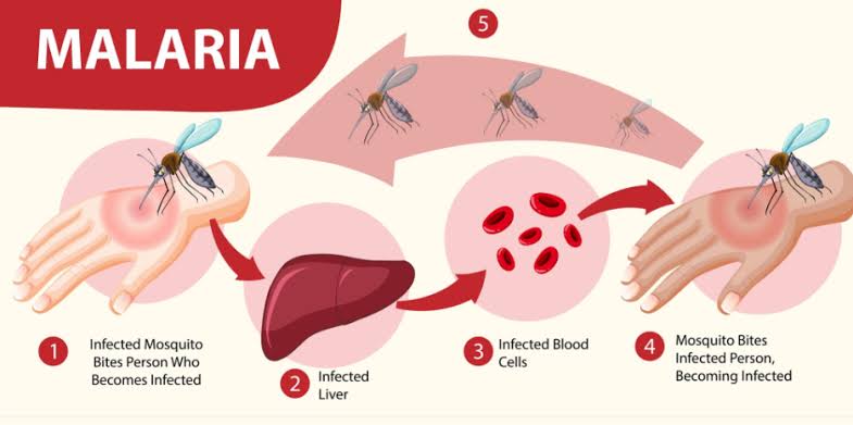 Mewabah, 22 Warga Desa Kuala Selat Inhil Terjangkit Malaria