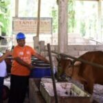 Dari Blusukan Bagus Santoso, Sapi Kena Penyakit Warga Minta PPL Hewan Turun Lapangan 