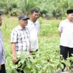 Cawabup Bengkalis Bagus Santoso Panen Terung Poktan di Desa Pinggir