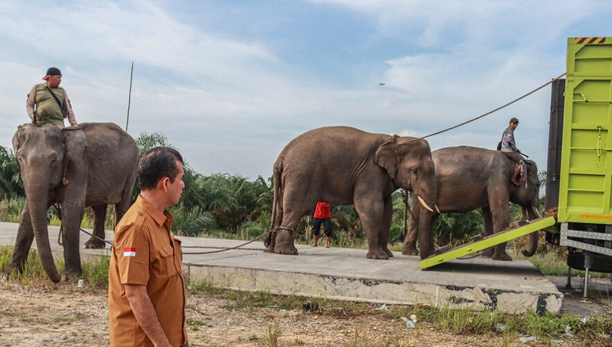 Gajah Liar Teror Pemukiman Warga di Tenayan Raya Pekanbaru, Ini Sebabnya 
