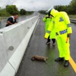 Seekor Macan Akar Mati Tertabrak di Jalur Tol Pekanbaru-Dumai