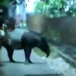 Viral Dumai, Tapir Berkeliaran di Pemukiman Warga Bukittimah dan Bumi Ayu