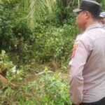 Terkam Sapi Warga, Harimau Berkeliaran di Tiga Kecamatan Aceh Timur 