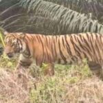 Harimau Sumatera Teror Kampung Mengkapan Siak, Muncul Dua Kali Sehari 