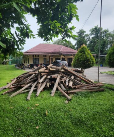 Usai Ditelepon Bupati, Kapolsek Sei Apit Langsung Amankan Tual Kayu Mahang di Sungai Kampung Rawa Mekarjaya 